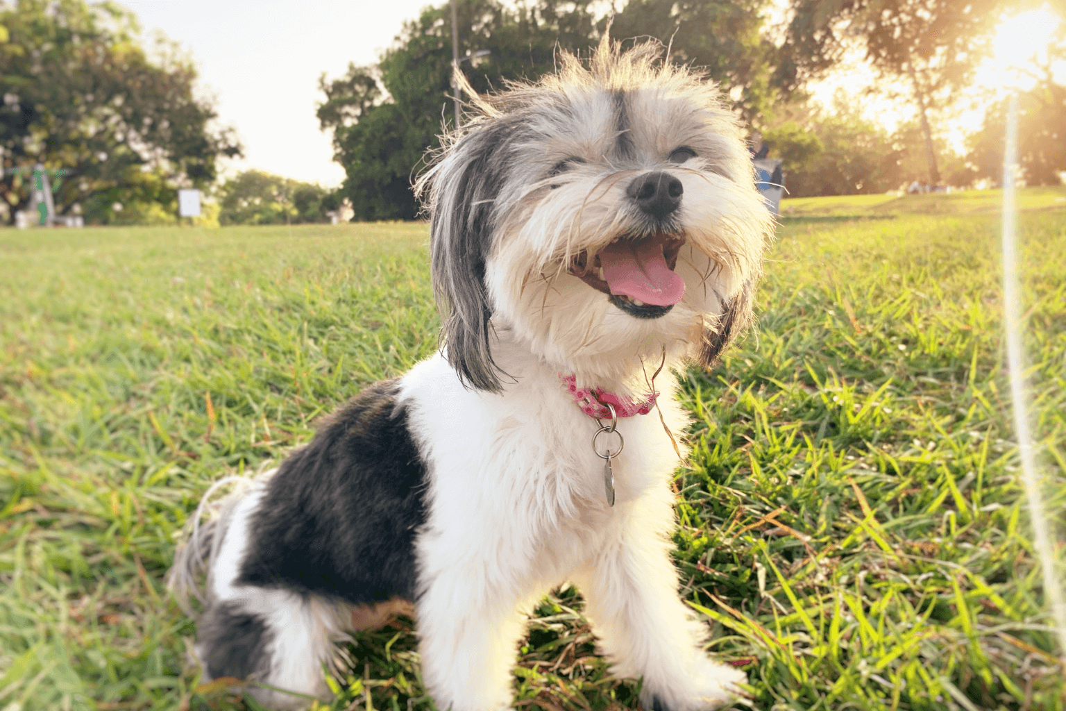 Dog looking happy on an outdoor adventure