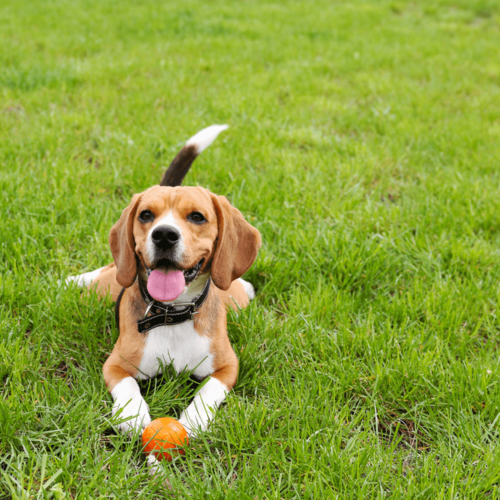 Best Dog-Friendly Parks Around Danville