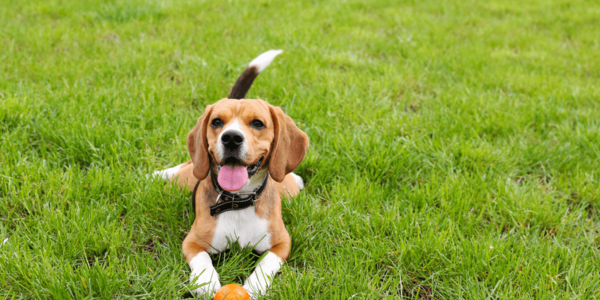 Best Dog-Friendly Parks Around Danville
