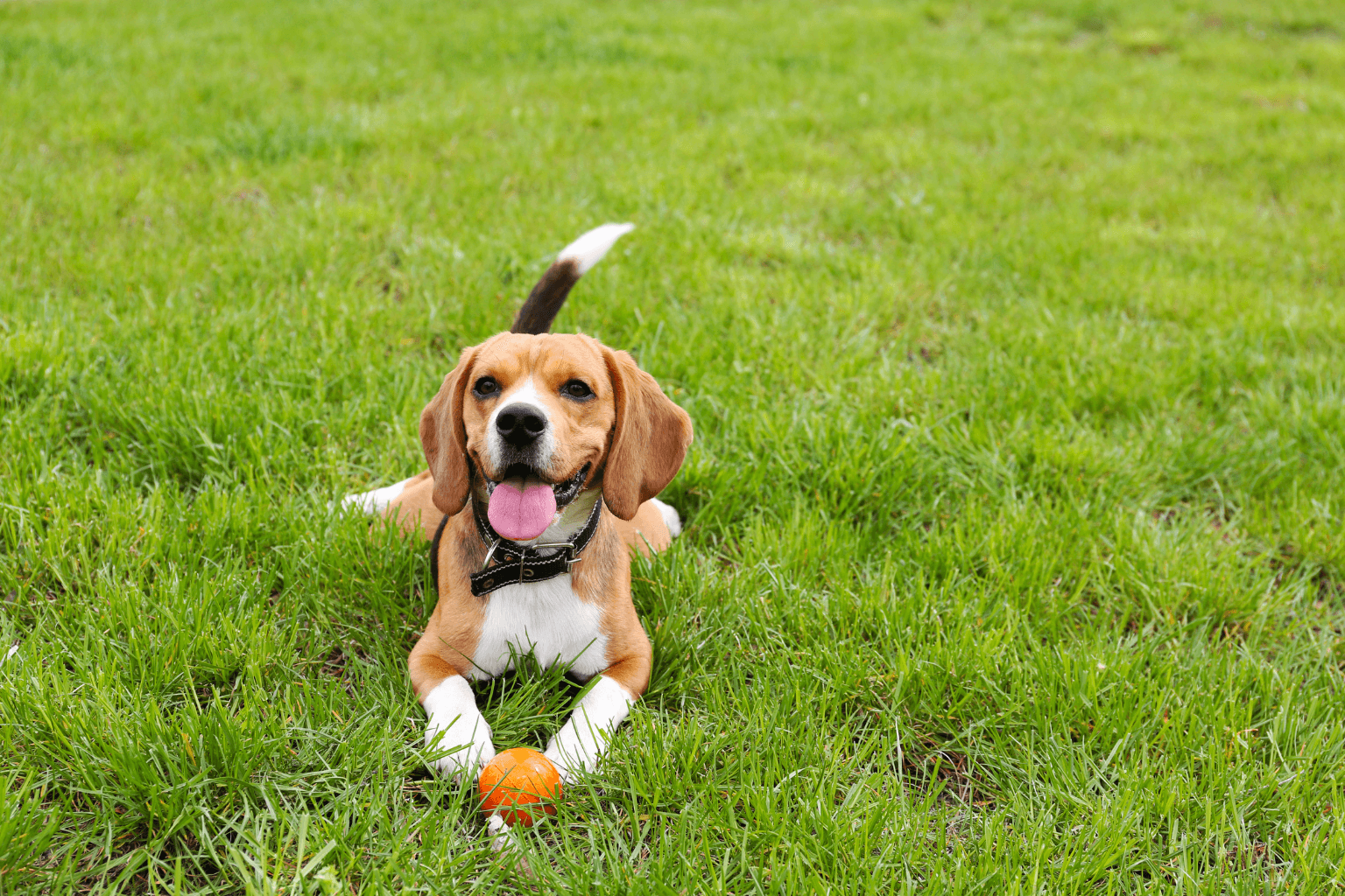 Happy dog playing at a green park