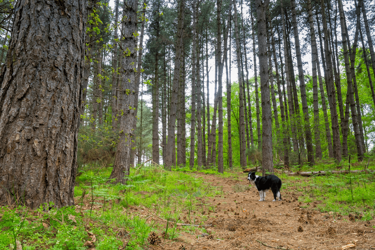 Dog exploring a scenic walking trail