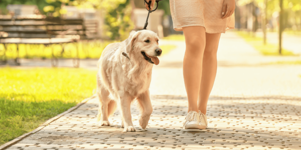 Best Dog-Friendly Parks Around Pleasanton
