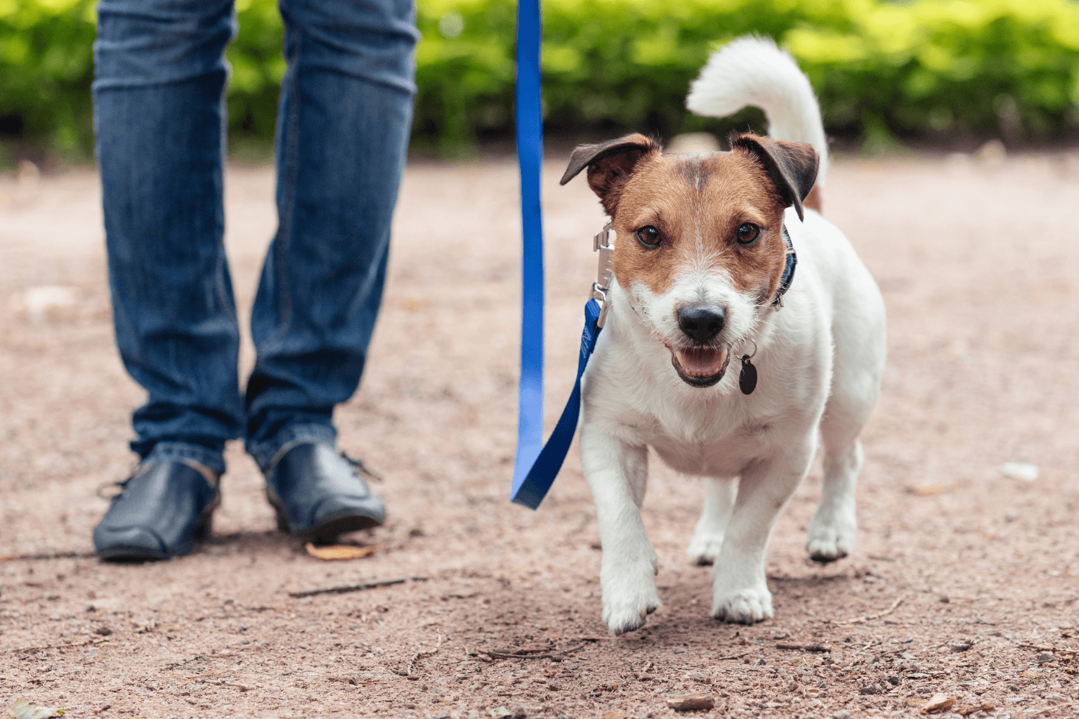 Person walking a leashed dog along a trail
