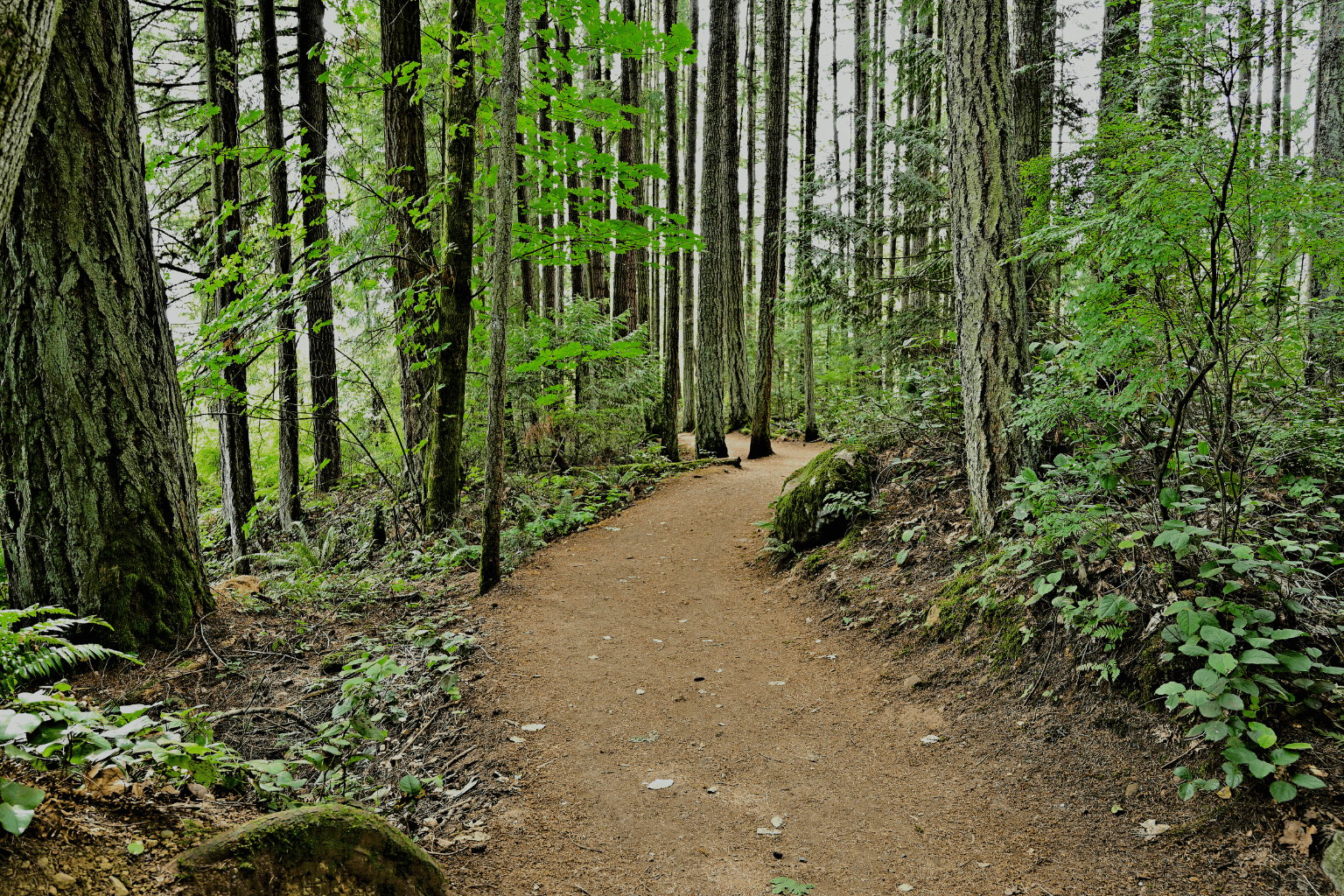 a hiking trail