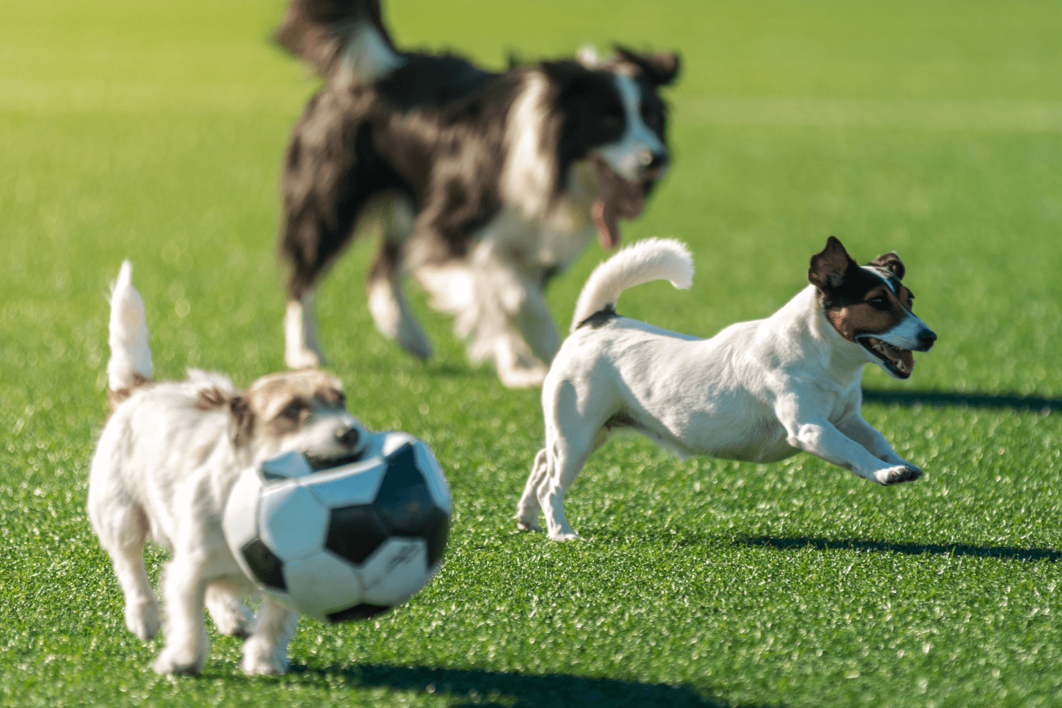 Dogs playing in an off-leash grassy park area