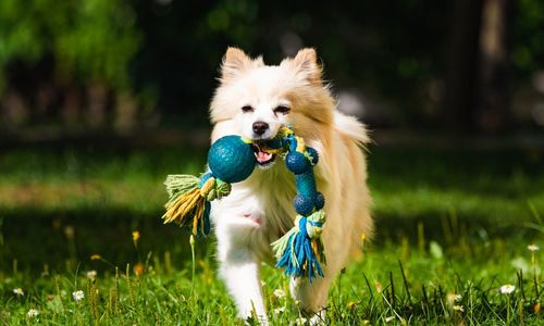 Best Dog-Friendly Parks Around Clayton