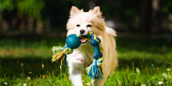 Best Dog-Friendly Parks Around Clayton