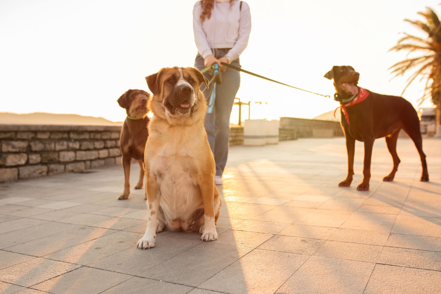 Dog owner walking their dog in California park at sunset