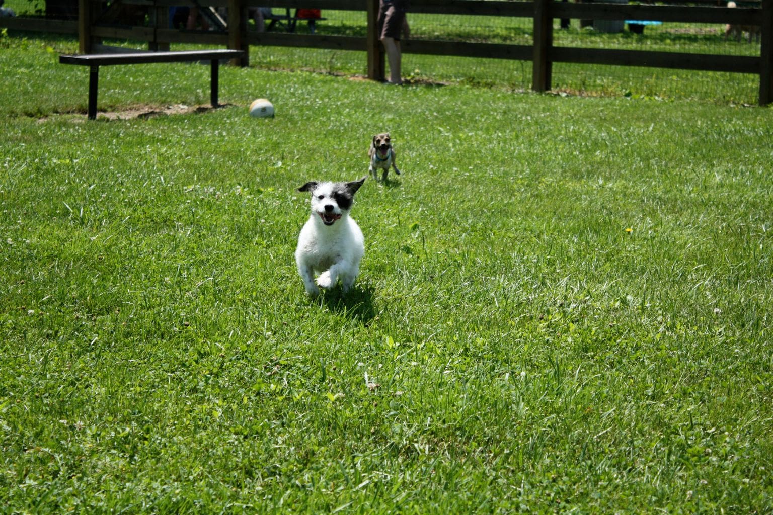 best dog friendly parks around clayton: Paso Nogal Dog Park