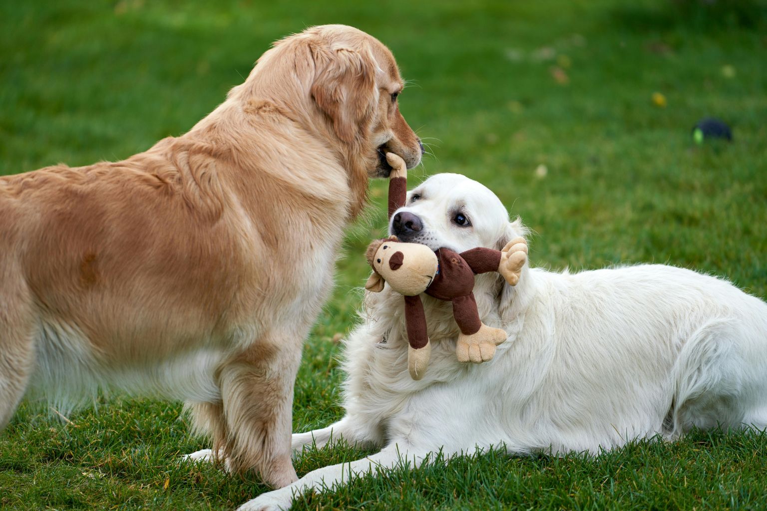 Dogs playing safely at Clayton Dog Park California