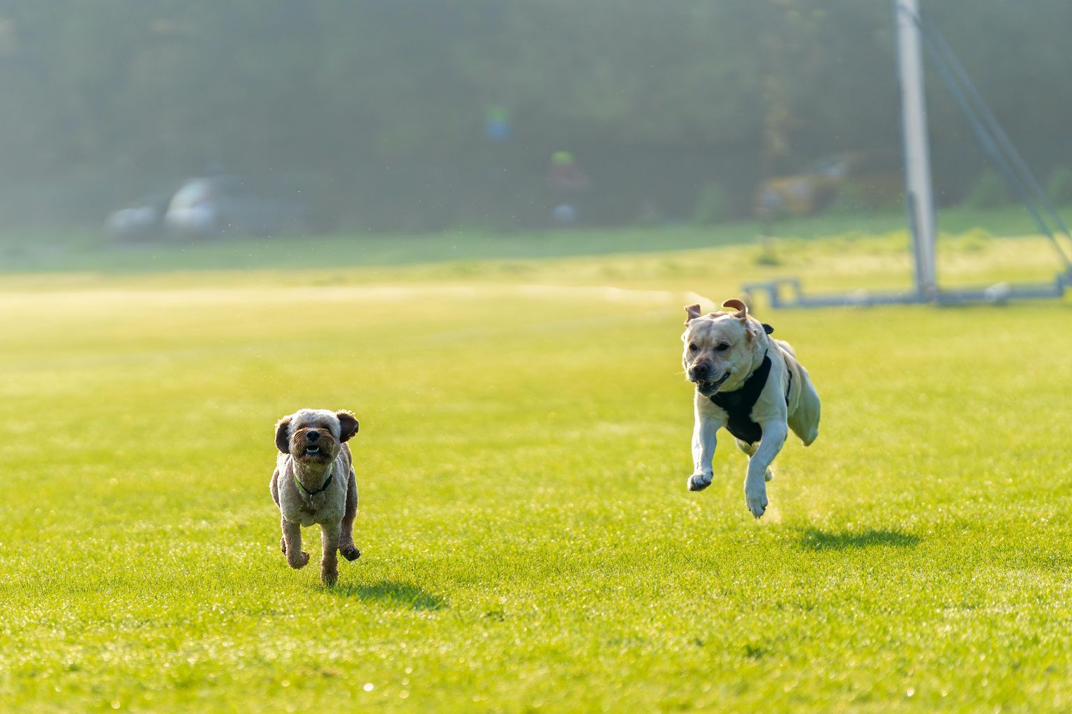 best dog friendly parks around clayton: Newhall Dog Park