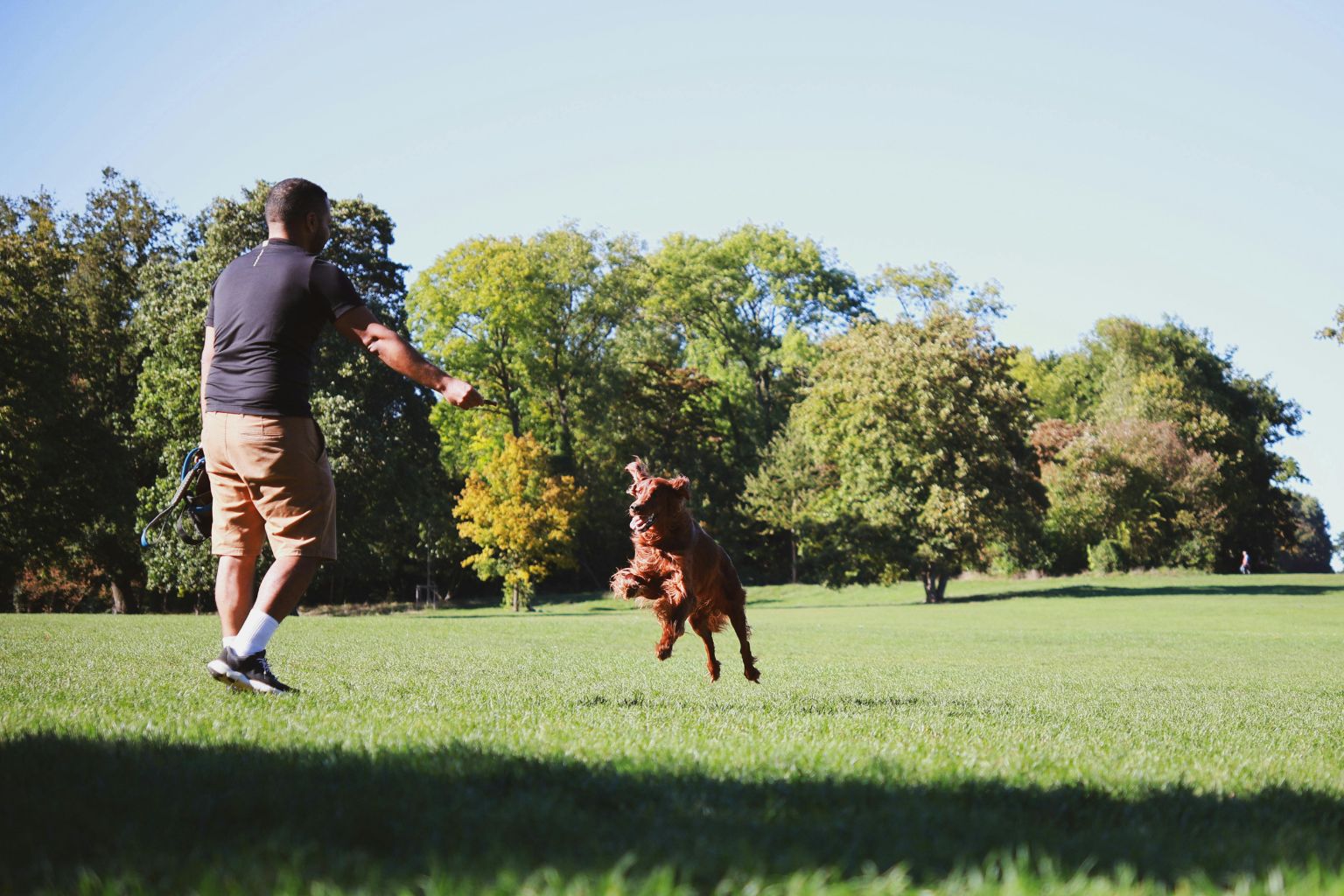 Dog owner playing fetch with dog in California park