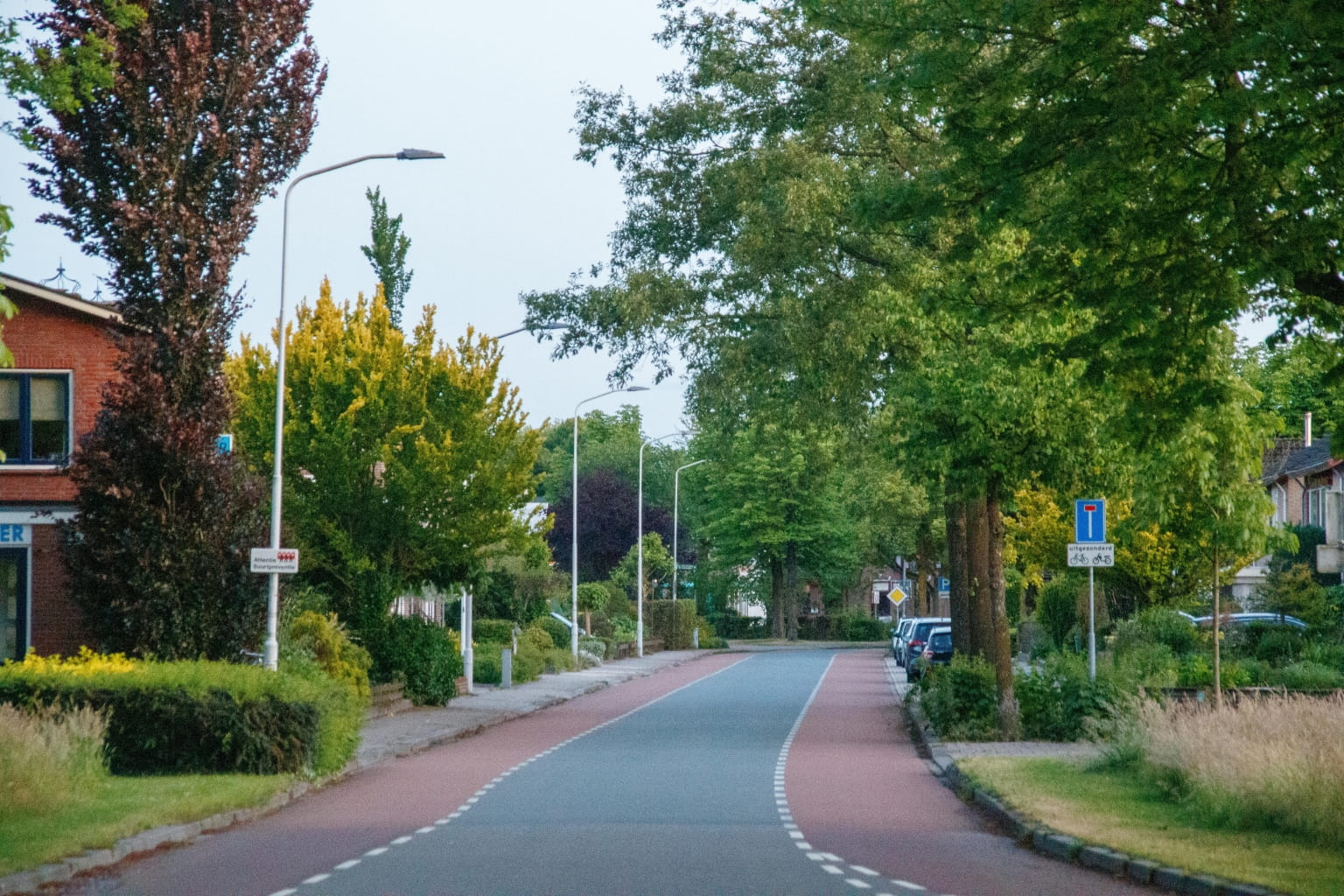 tree lined suburban street