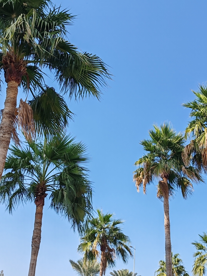 Washingtonia,Robust,Or,Mexican,Fan,Palm,,Washingtonia,Palm,Trees,Top