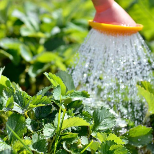 Garden resolutions for 2017