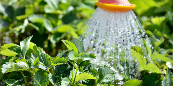 Garden resolutions for 2017