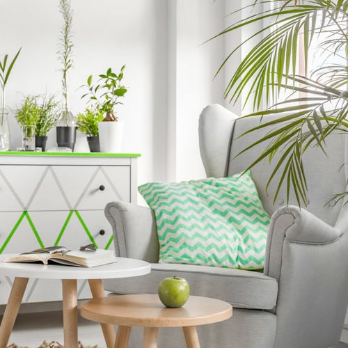 Help! Why are my houseplants dying?