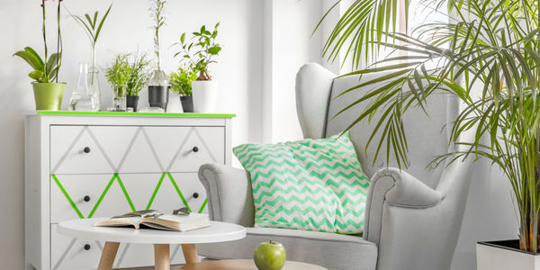 Help! Why are my houseplants dying?