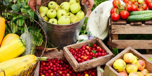 The Fall Garden: What To Do Now