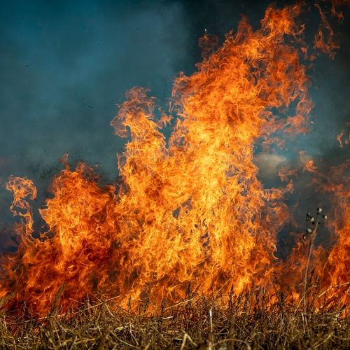 Numerous free resources are available to fire victims of the Los Angeles Wildfires