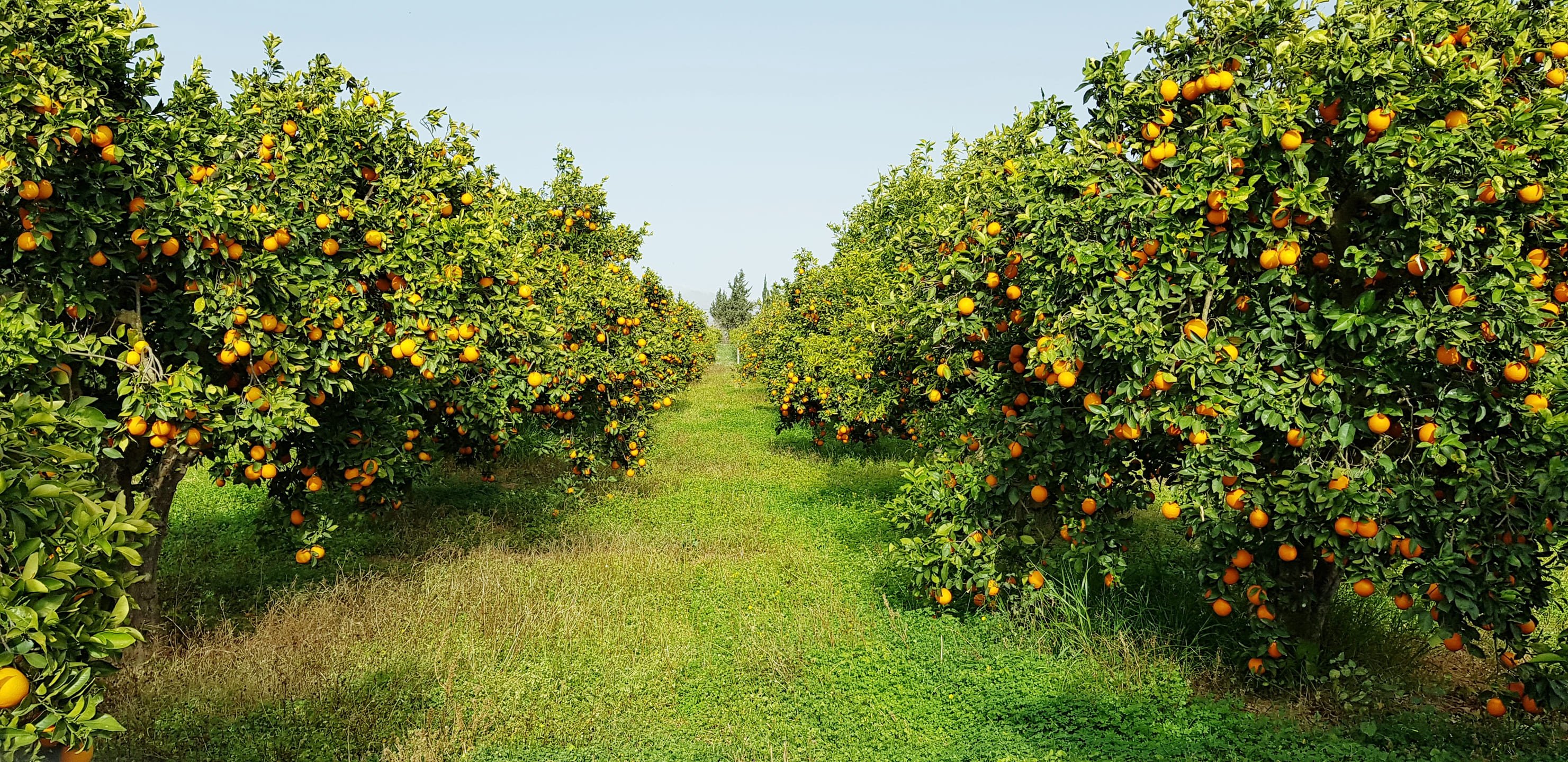 A field of oranges