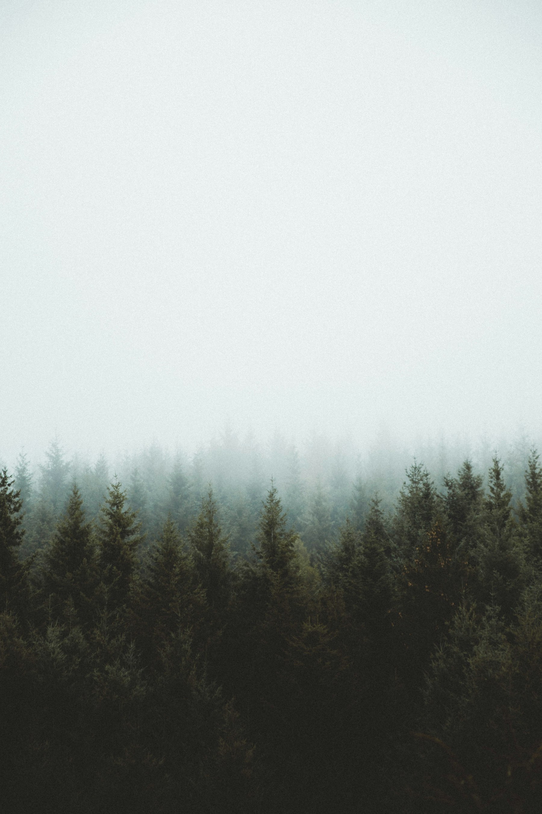 Forested hills