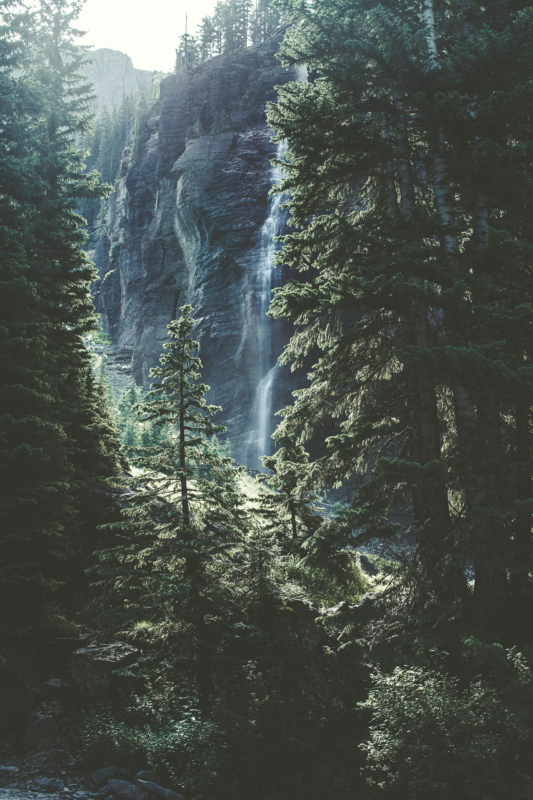 Lake with evergreens