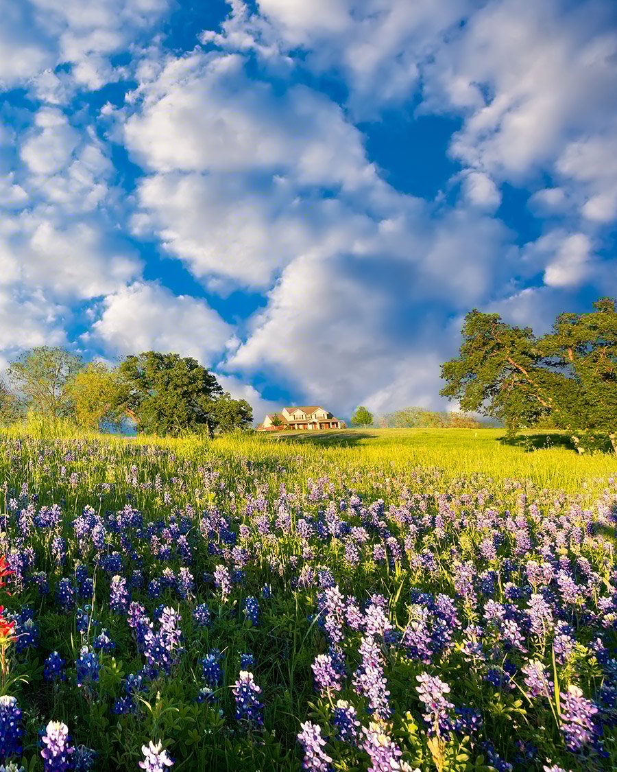 Bluebonnets,And,Indian,Paintbrushes,On,Display,In,Rural,Texas,On
