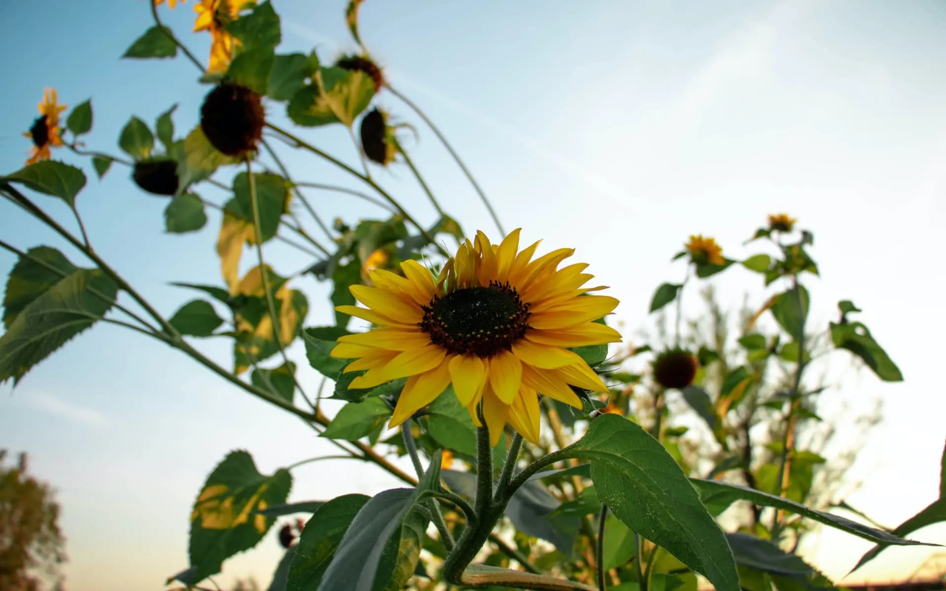 tips-to-sell-your-home-in-the-dog-days-of-summer