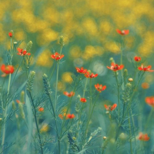 Spring Events Around Atlanta