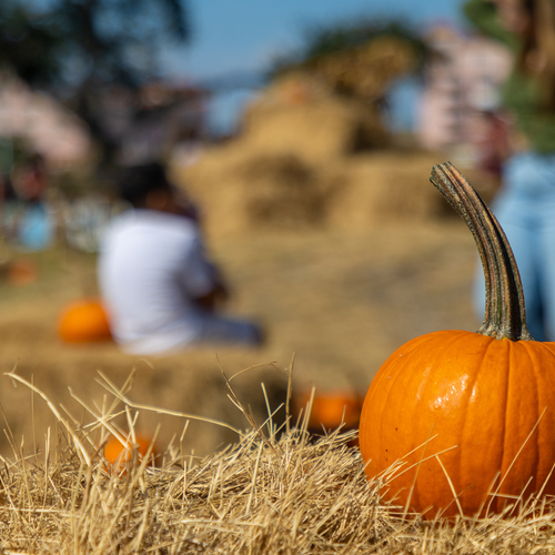 Things to Do in Kingston This October 2026