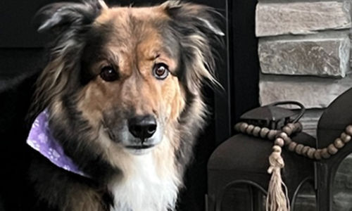 CREATE AN EVACUATION PLAN FOR YOUR PETS