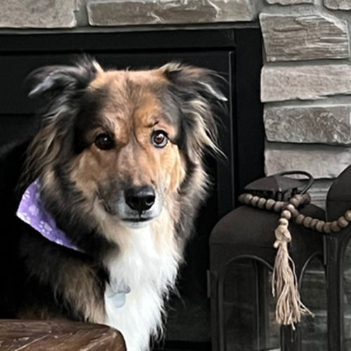 CREATE AN EVACUATION PLAN FOR YOUR PETS