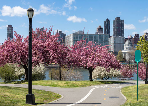 Pink Flowering Crabapple Trees during Spring at Rainey Park in Astoria Queens New York