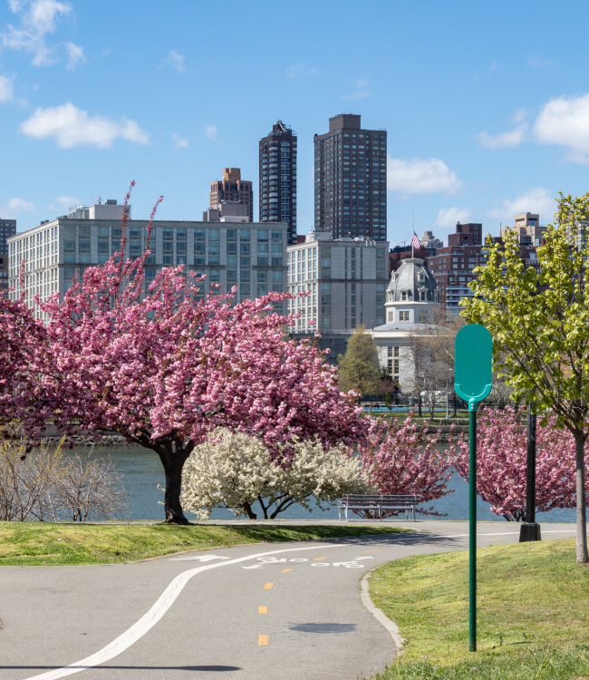 Pink Flowering Crabapple Trees during Spring at Rainey Park in Astoria Queens New York.1