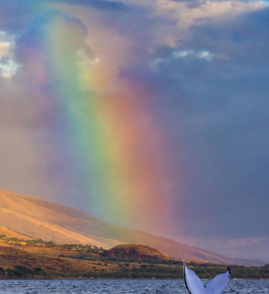 Brillant rainbow on the shore behinf a humpback whale showing its tail to whale watchers.