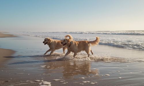 Dog Parks and Dog-Friendly Beaches Near Jacksonville and …