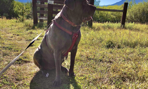 Fair Oaks CA Dog-Friendly Guide