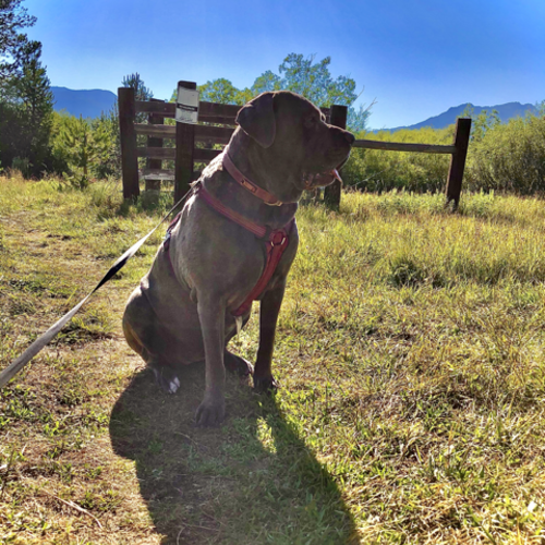 Fair Oaks CA Dog-Friendly Guide