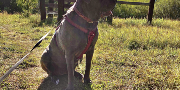 Fair Oaks CA Dog-Friendly Guide