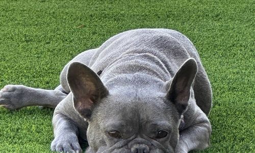 Pet Friendly Adventures In Fountain Hills