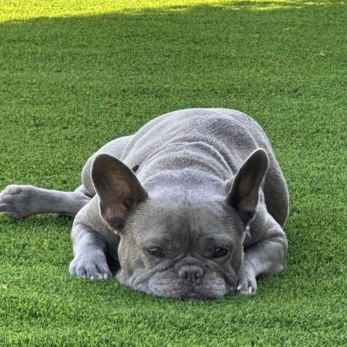 Pet Friendly Adventures In Fountain Hills