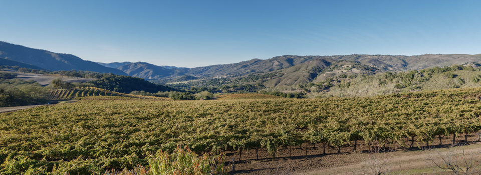 Joullian Vineyards by Manny Espinoza__13
