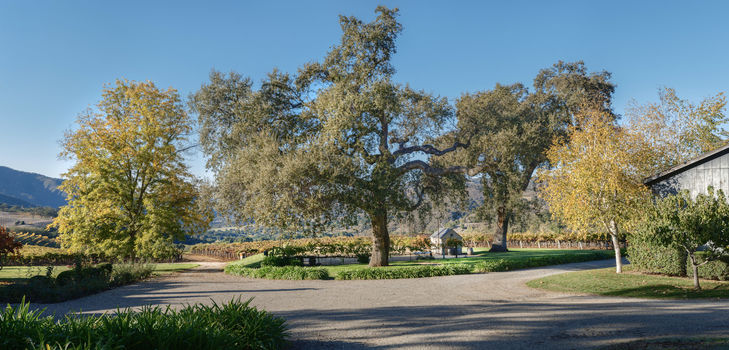 Joullian Vineyards by Manny Espinoza__4