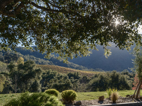Joullian Vinyards by Mammy Espinoza17