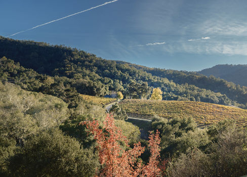 Joullian Vinyards by Mammy Espinoza18