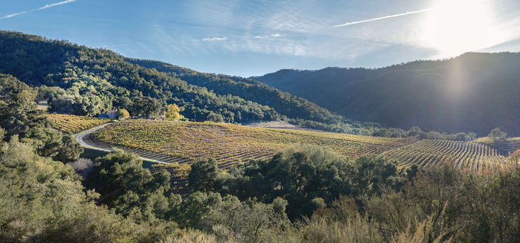 Joullian Vinyards by Mammy Espinoza21