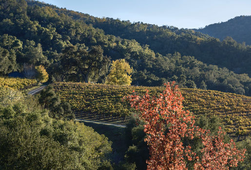 Joullian Vinyards by Mammy Espinoza25