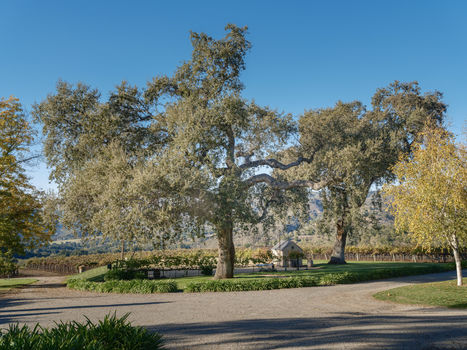 Joullian Vinyards by Mammy Espinoza3