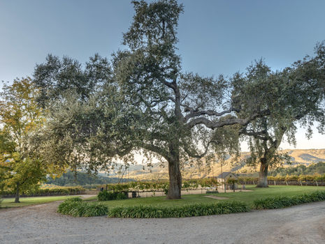 Joullian Vinyards by Mammy Espinoza39
